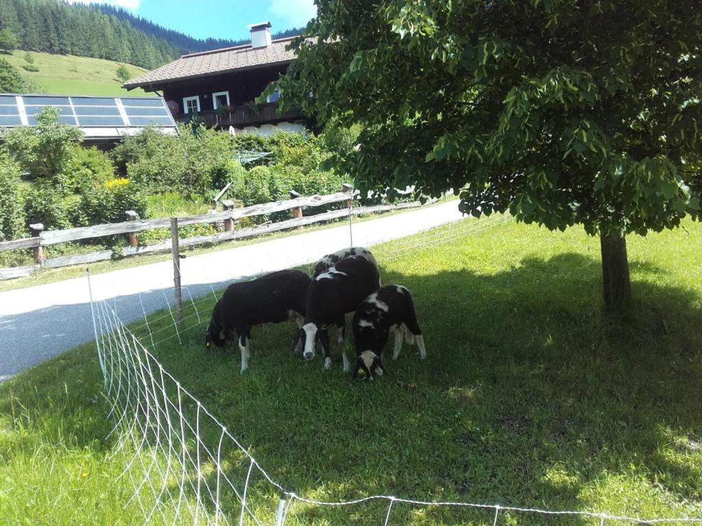 Neudegghof Appartement Eben Im Pongau Buitenkant foto